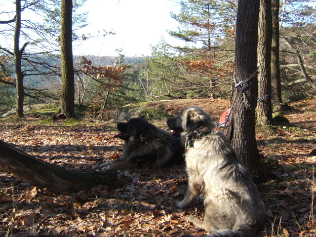 12 Kokořínsko únor 2008.JPG