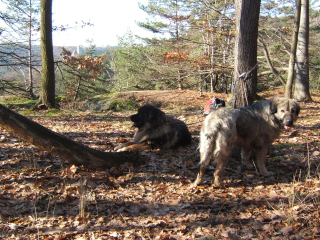 13 Kokořínsko únor 2008.JPG