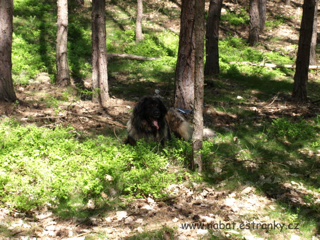 23 Čertovy hlavy květen 2008.jpg