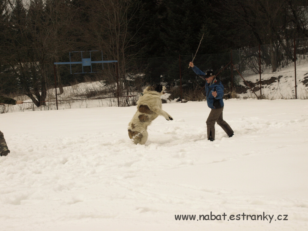 03 Morava - březen 2009.jpg