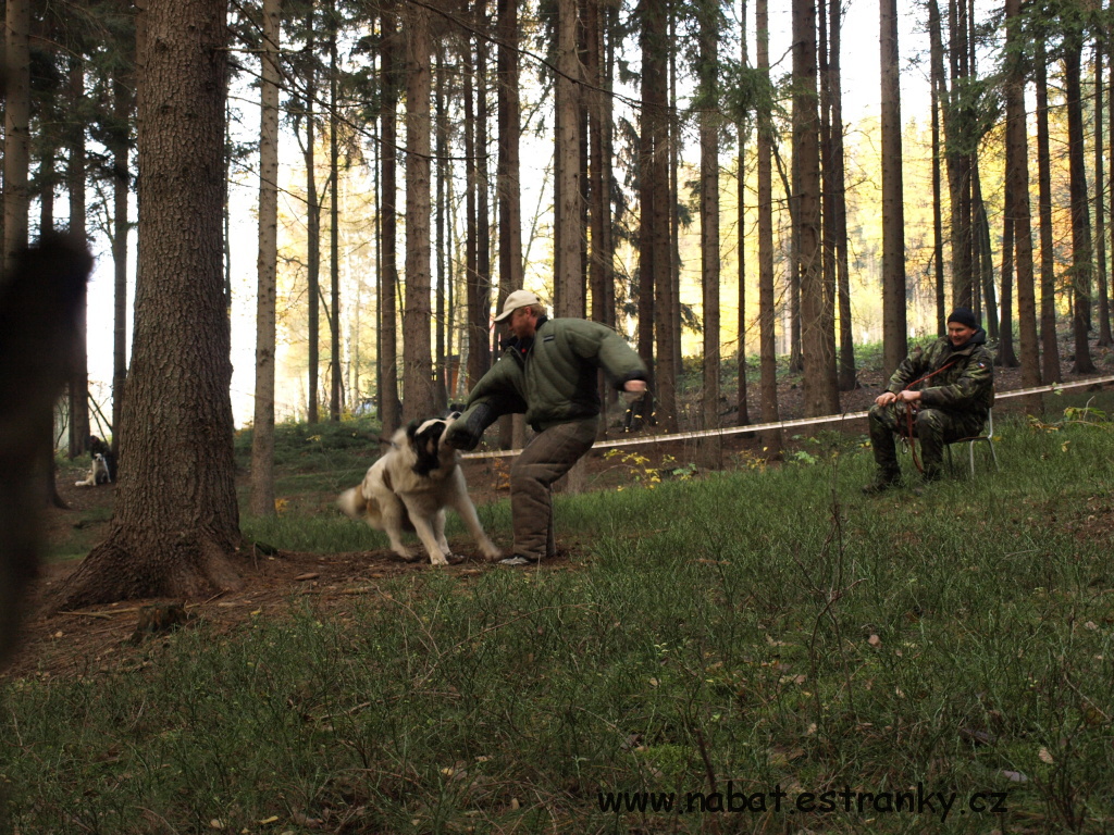 PA317417.jpg
