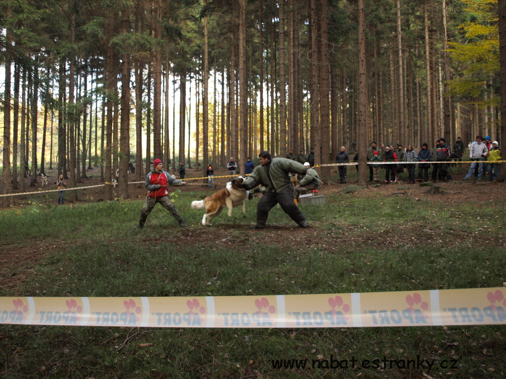 PA317229.jpg